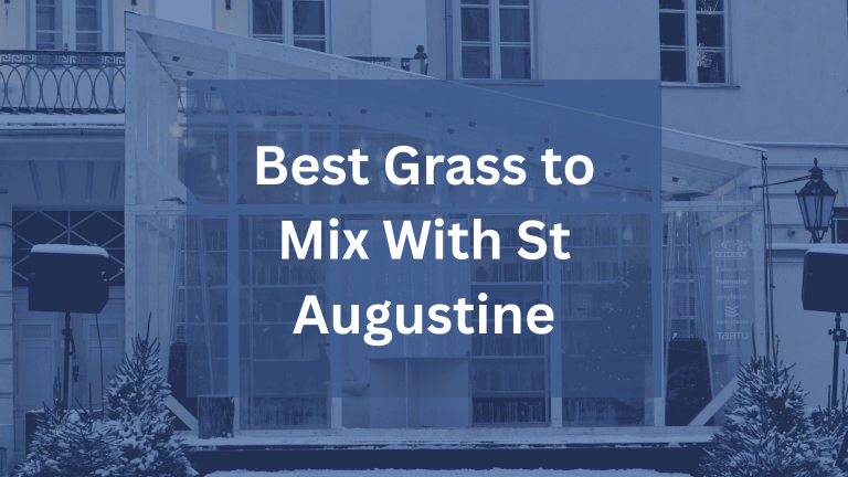 Best Grass to Mix with St. Augustine