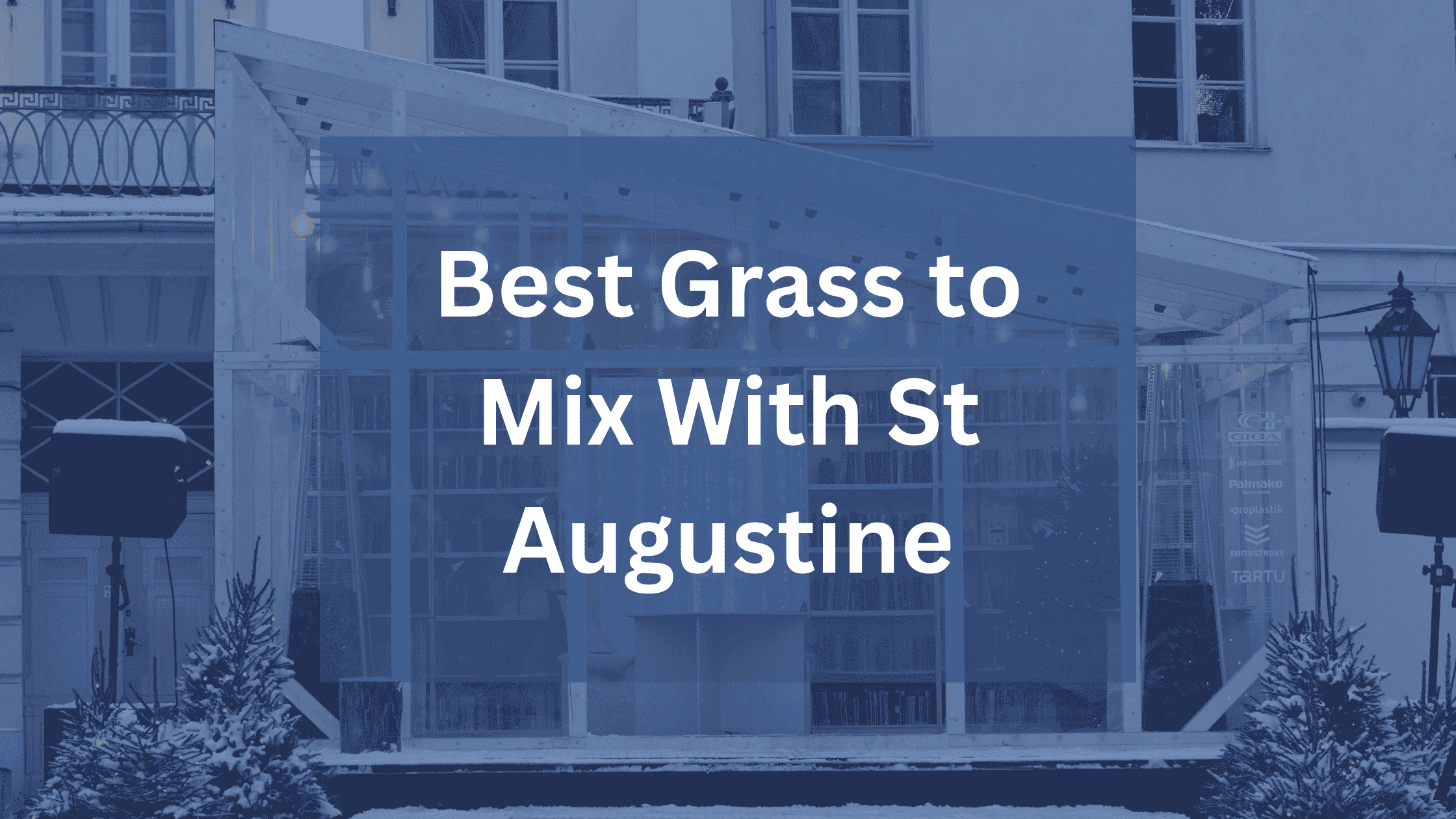 Best Grass to Mix with St. Augustine