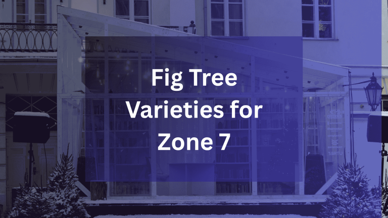 Fig Tree Varieties for Zone 7
