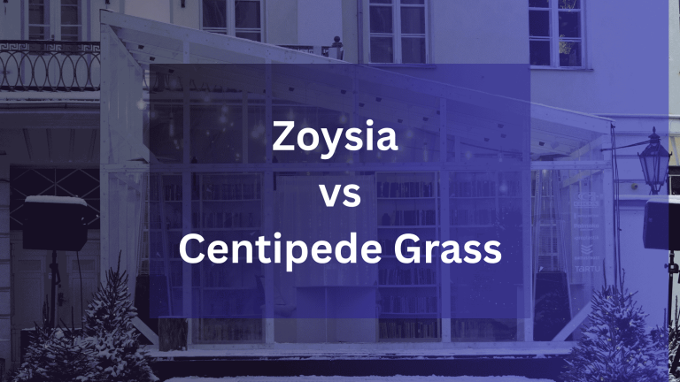 Zoysia vs Centipede Grass